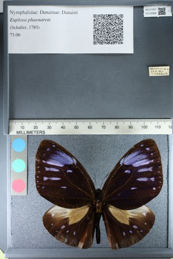 Media type: image;   Entomology 159988
